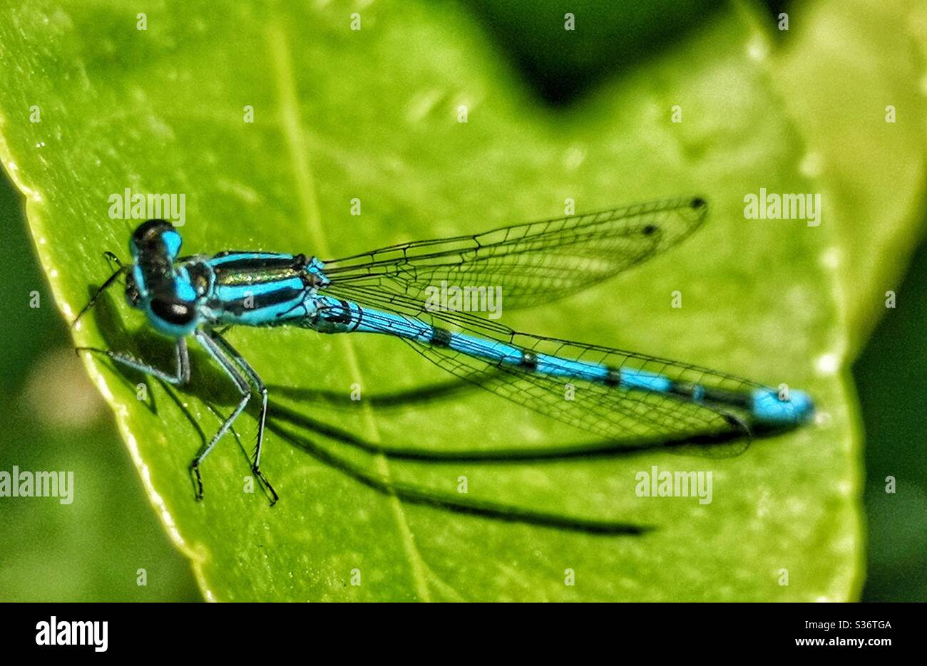 Libellula blu brillante sulla foglia - Immagine stock catturata con smartphone