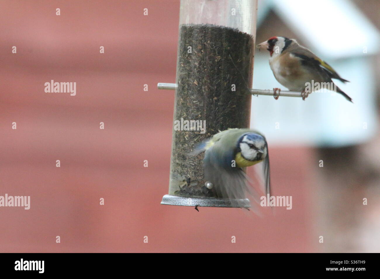 Eurasian BlueTit fotobombare il ritratto di Goldfinch Foto Stock