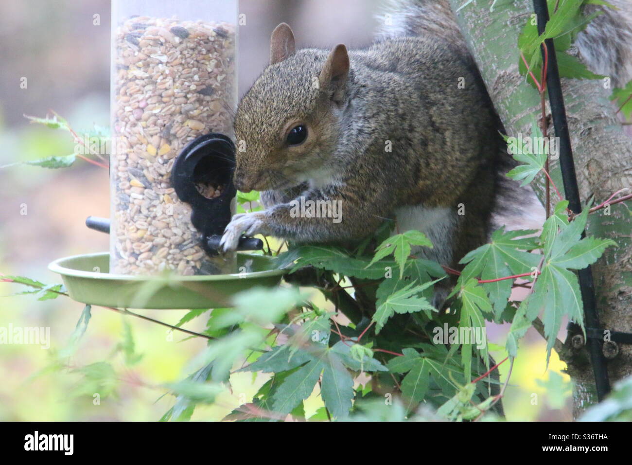 Tirate qui per avere più dadi! - Immagine stock catturata con smartphone