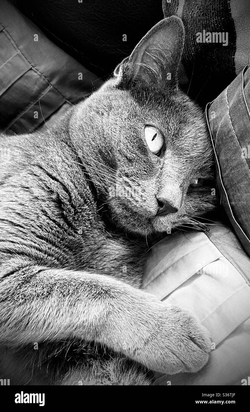 Russo Blue Cat tra cuscini Foto Stock