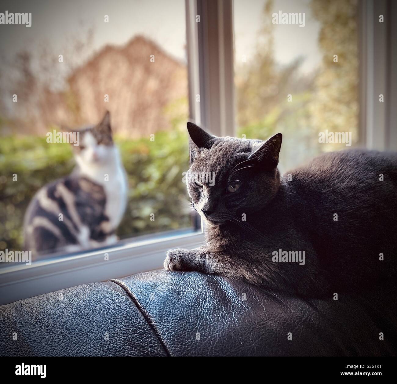 Gatto seduto sul divano, come l'altro gatto guarda attraverso la finestra  Foto stock - Alamy