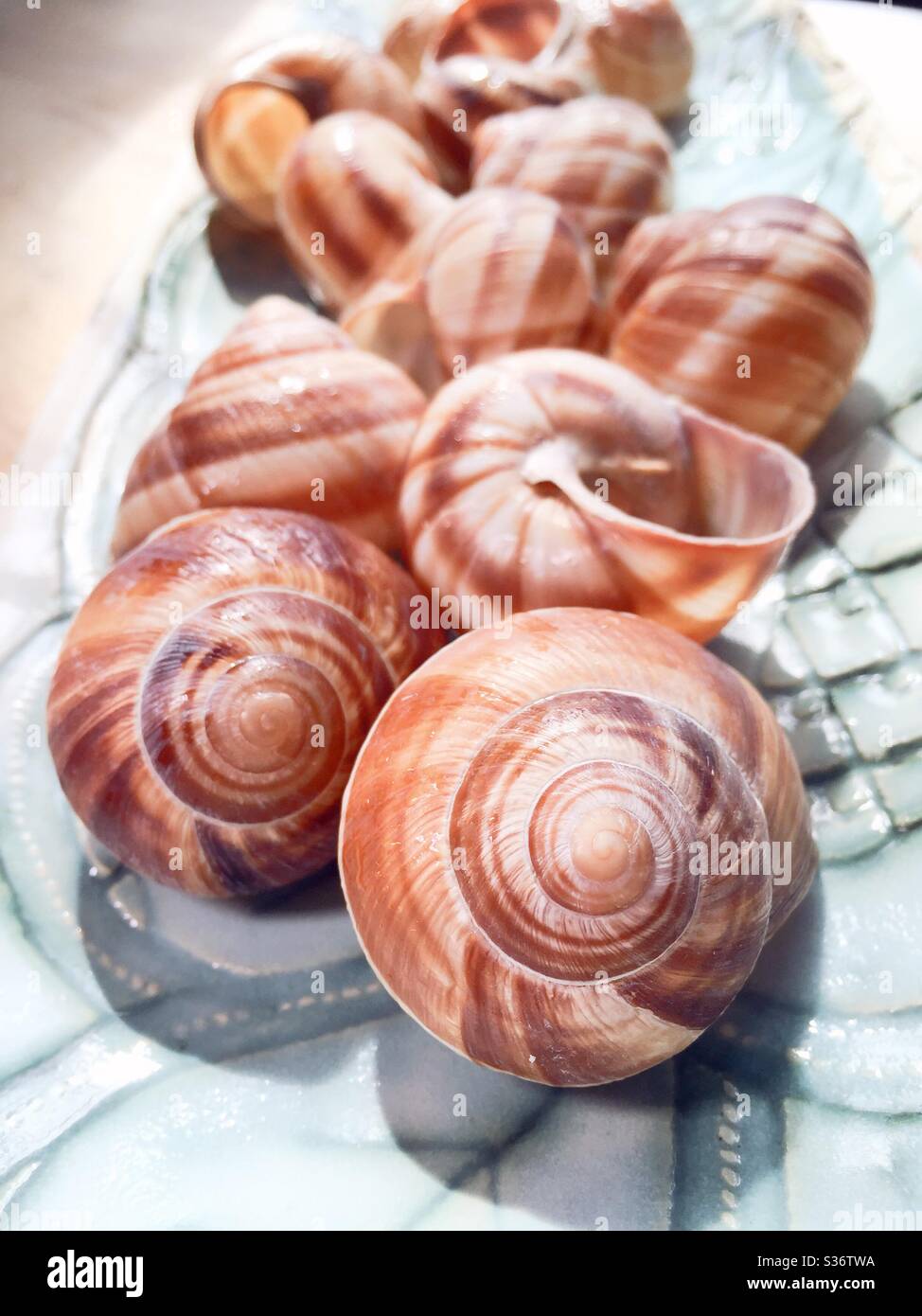 Le conchiglie a lumaca vengono utilizzate nella preparazione e presentazione dell'iconico scargot francese Foto Stock