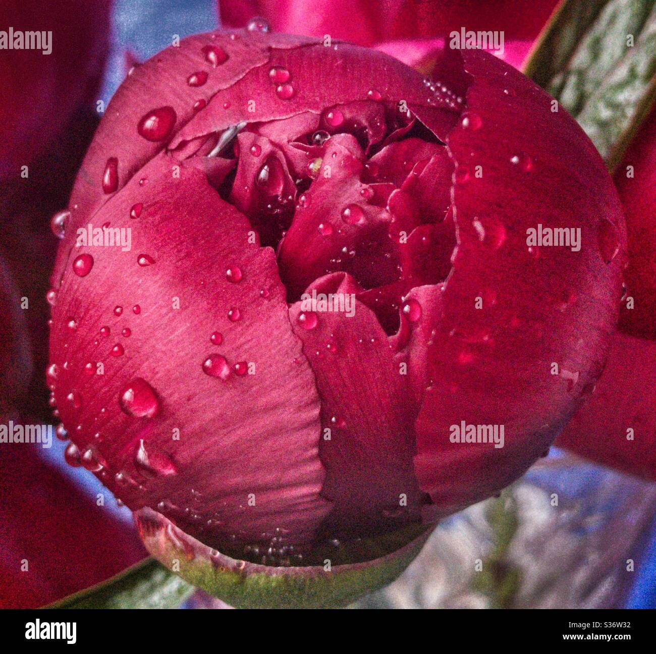 Gemma di peonia rossa. Foto Stock