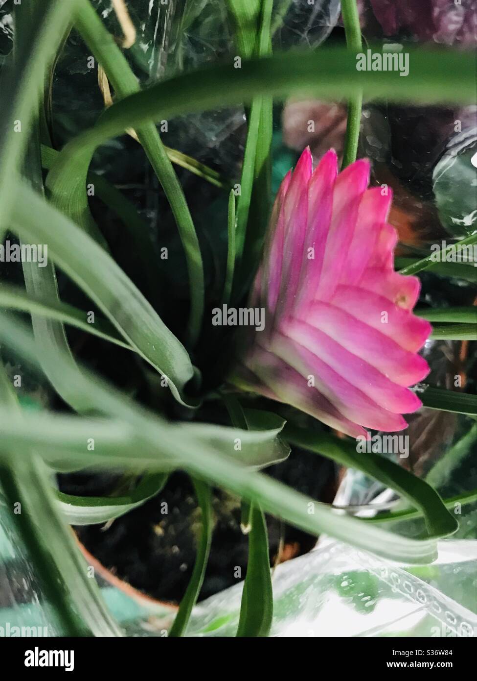 Tillandsia pianta di aria chiaro di luna con fiore rosa strano Foto Stock