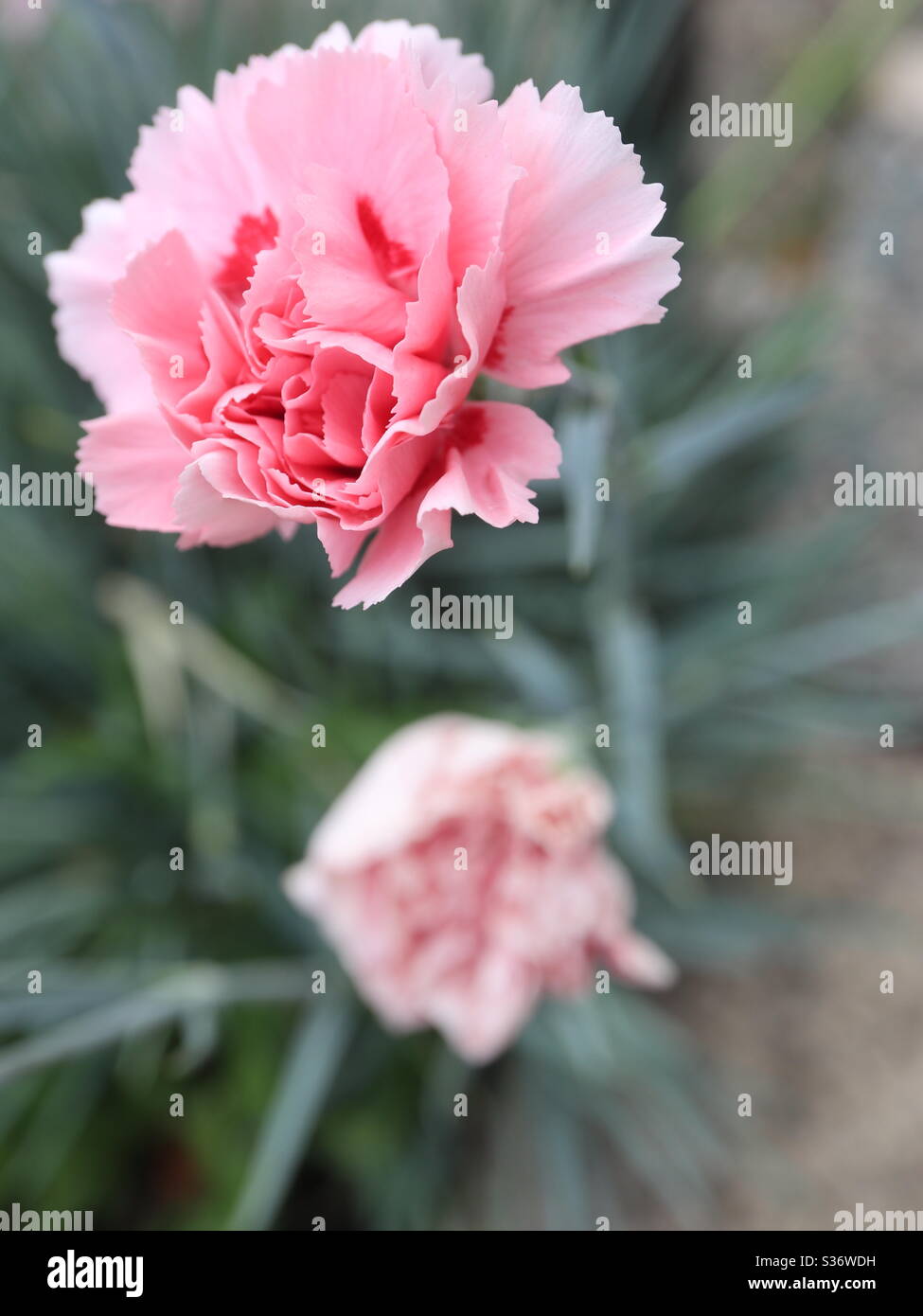 Garofano rosa in fiore Foto Stock
