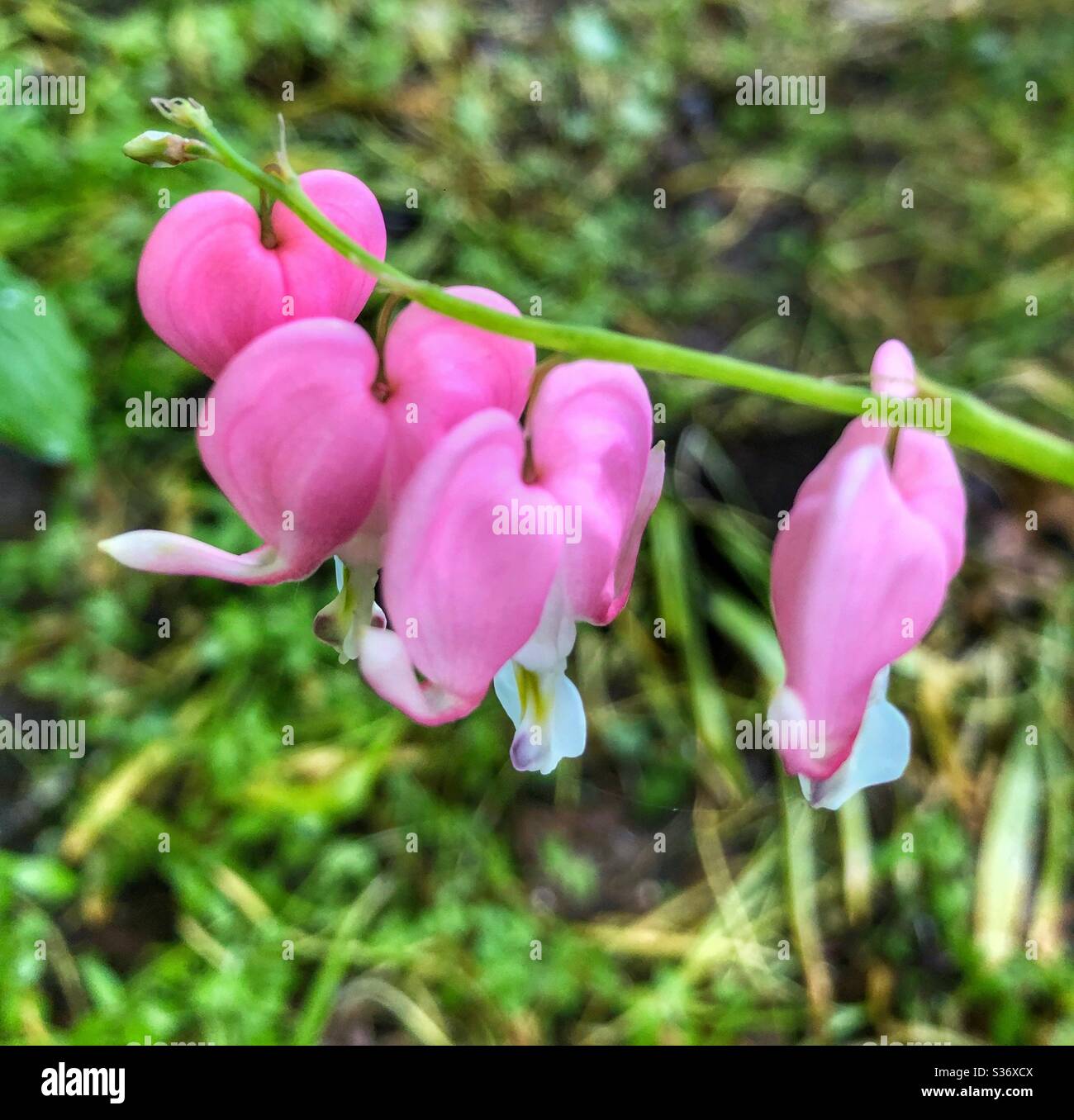 Primo piano di delicati fiori rosa. Foto Stock