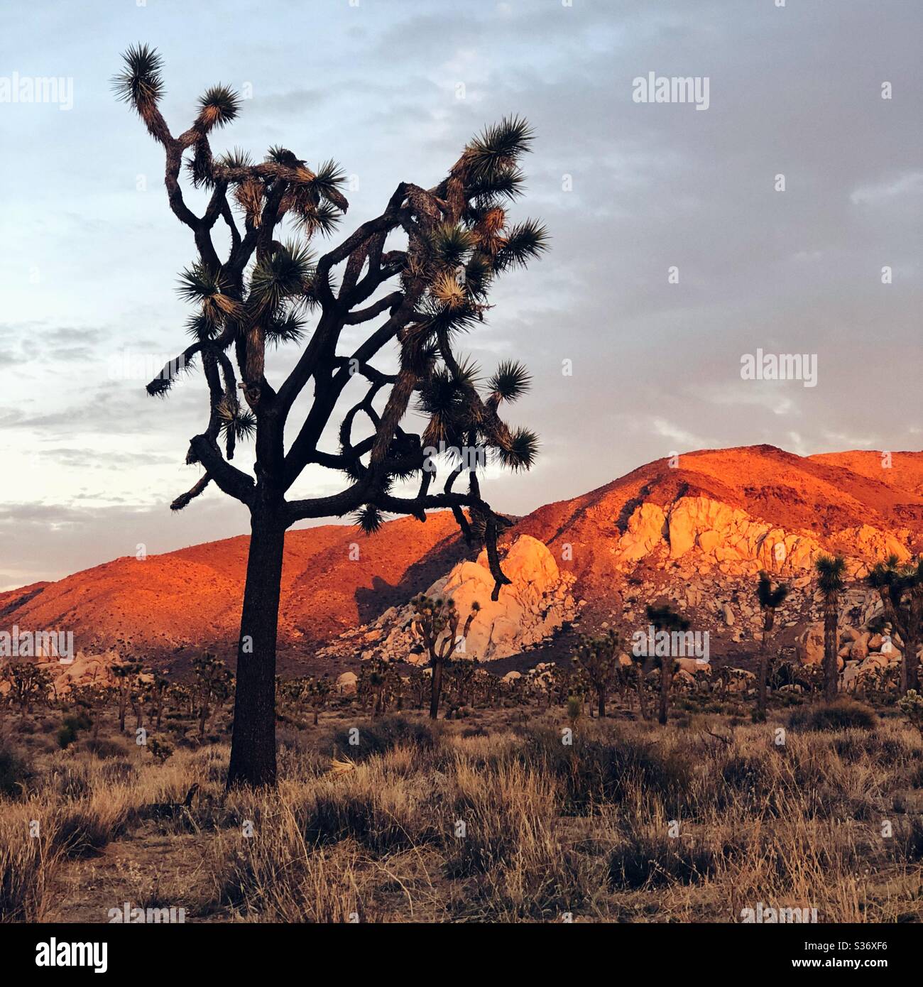 Rocce che si illuminano di rosso al tramonto nel Parco Nazionale di Joshua Tree Foto Stock