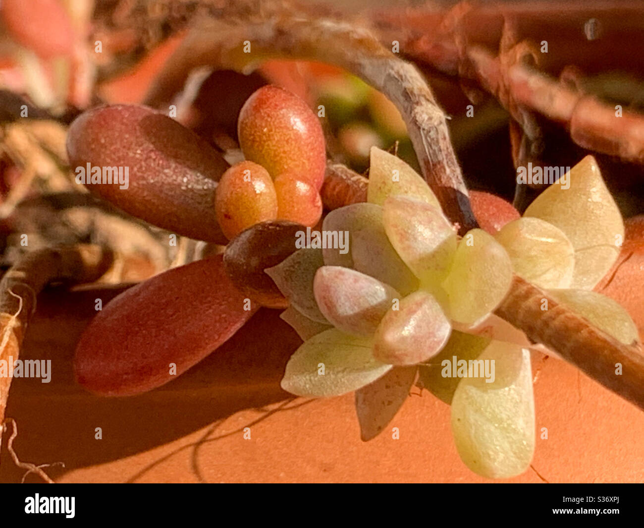 Piccole piante succulente Foto Stock Piccole piante succulente Foto Stock