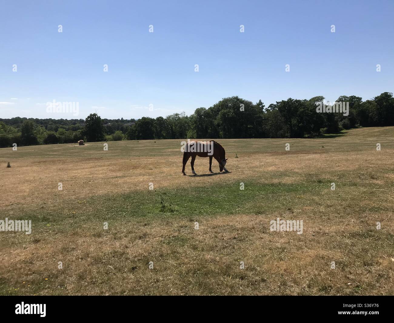 Cavallo Lone in un campo Foto Stock
