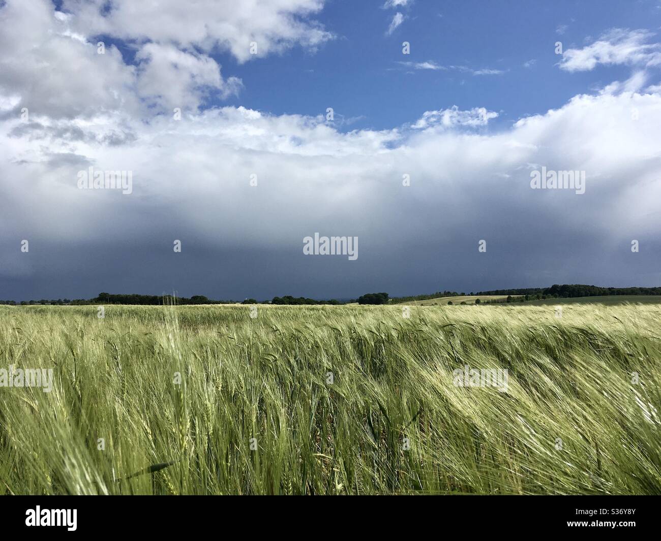 Sul bordo della Foresta di Needwood, guardando sul grano in maturazione dello Staffordshire mentre si avvicinano le nuvole di pioggia. Foto Stock