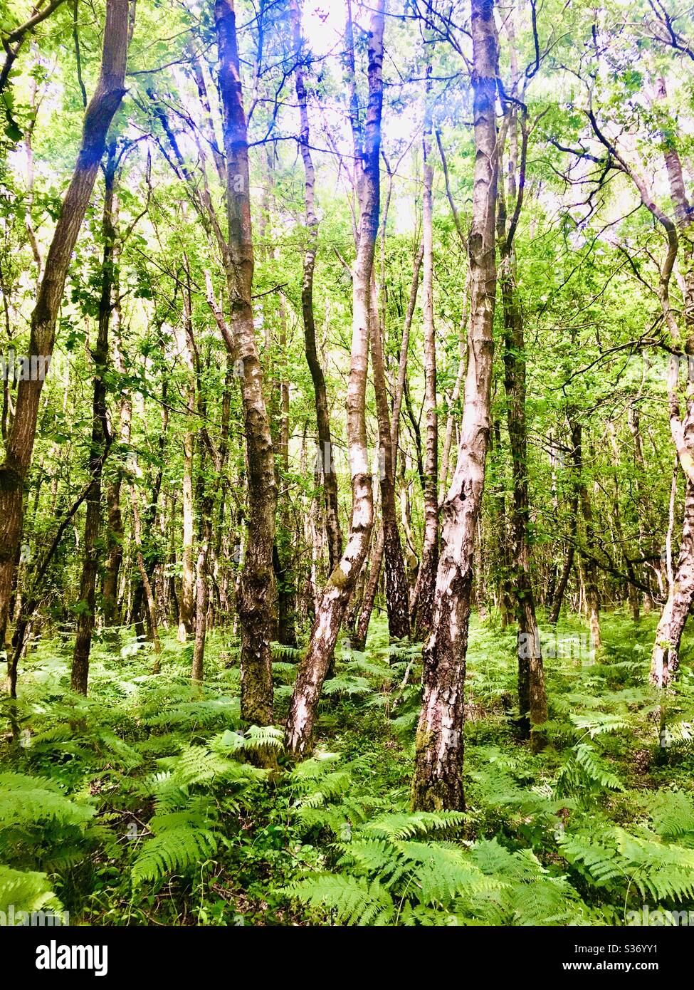Alberi di betulla argentata con moquette di bracken in bosco primaverile Foto Stock
