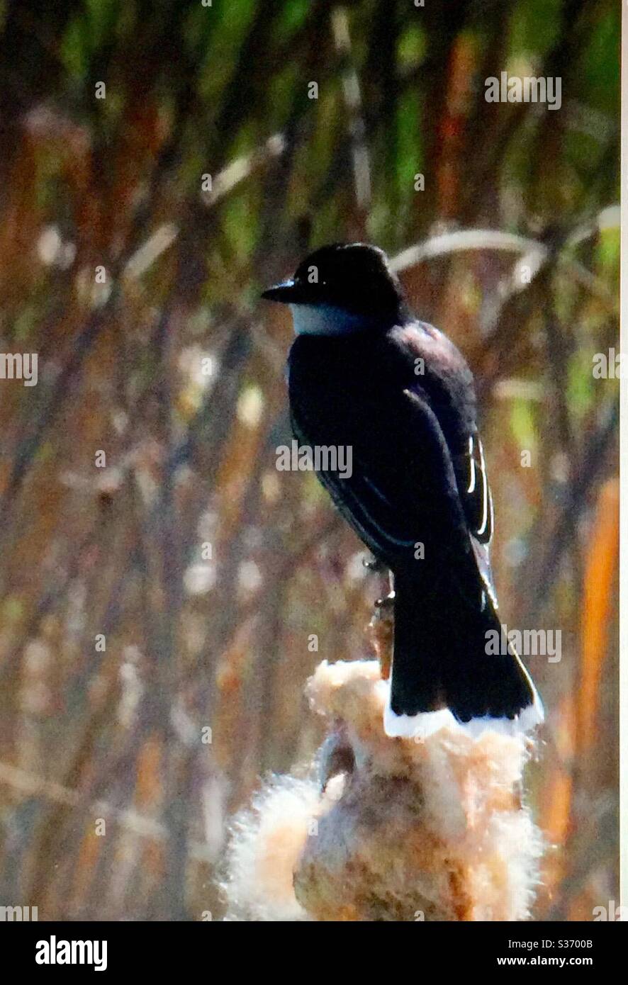 Eastern Kingbird, Tyrannus tirannus, Birds of North America, cacciatore, palude. Natura, fauna selvatica Foto Stock