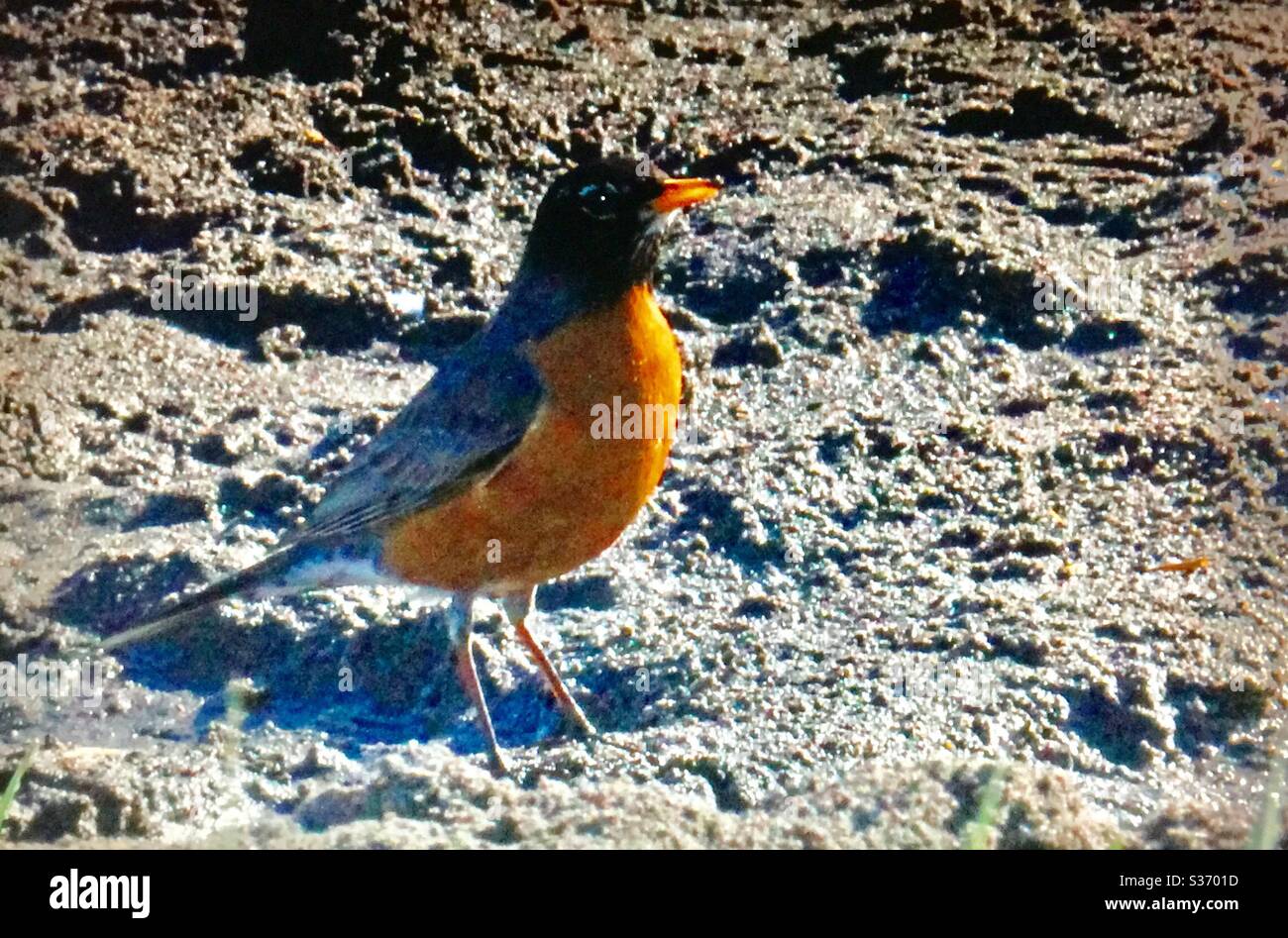 American Robin, Turdus migratorius, Uccelli del Nord America , songbird . Natura , fauna selvatica Foto Stock