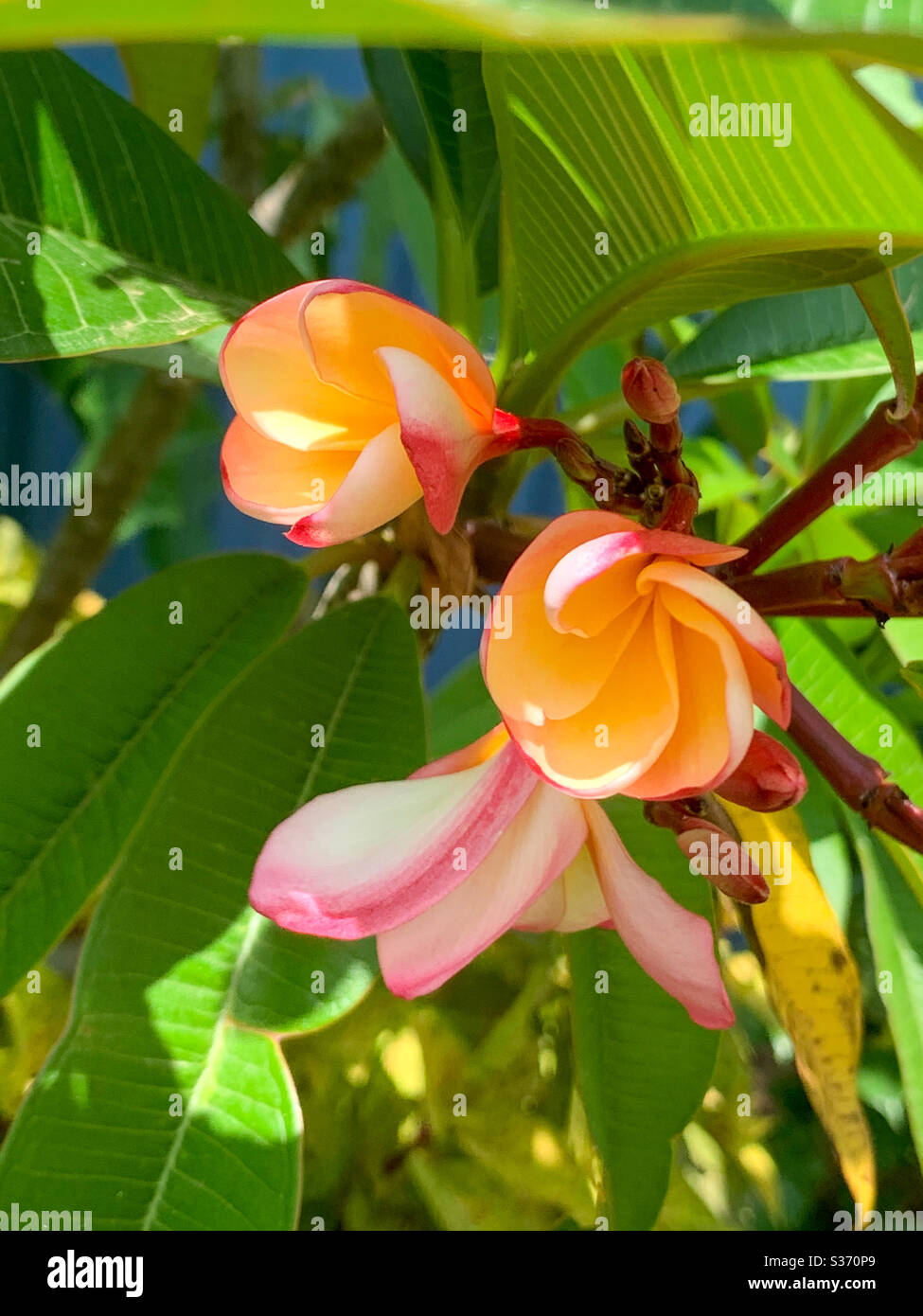 Spirali di fiori e boccioli arancioni e rosa di Frangipani o Plumeria in fase di fioritura e apertura Foto Stock