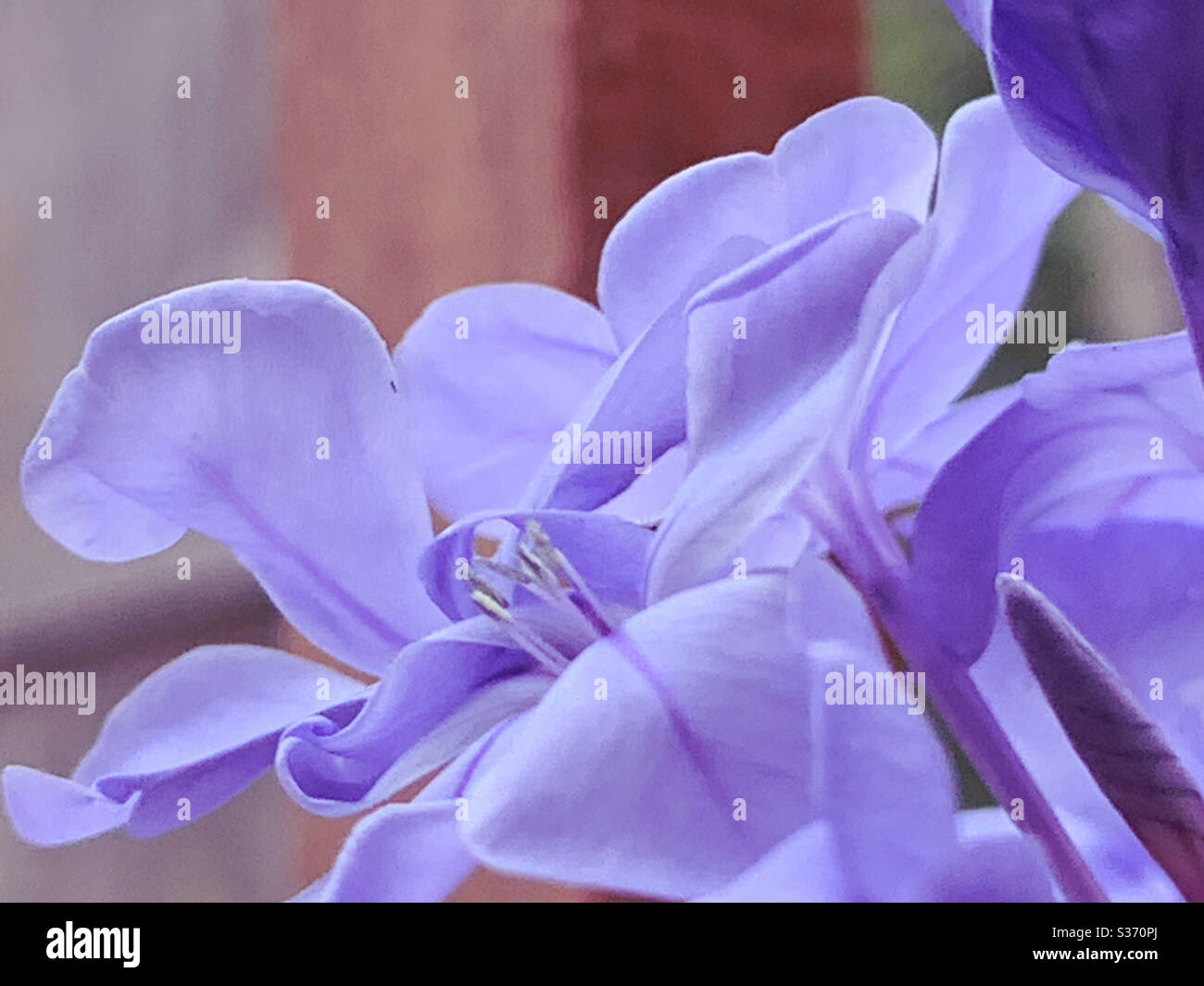 Fiori blu Plumbago da vicino - Immagine stock catturata con smartphone