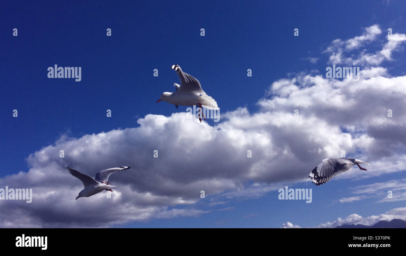 Gabbiani che volano tra le nuvole contro il cielo blu della costa - Immagine stock catturata con smartphone