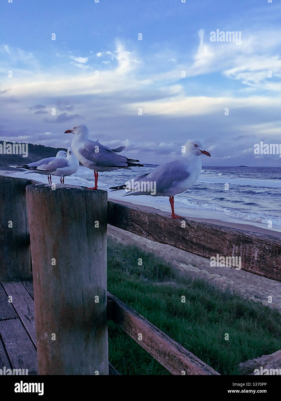 Direzioni opposte, gabbiani che guardano tutti i sensi dall'oceano, seduti sulla recinzione - Immagine stock catturata con smartphone
