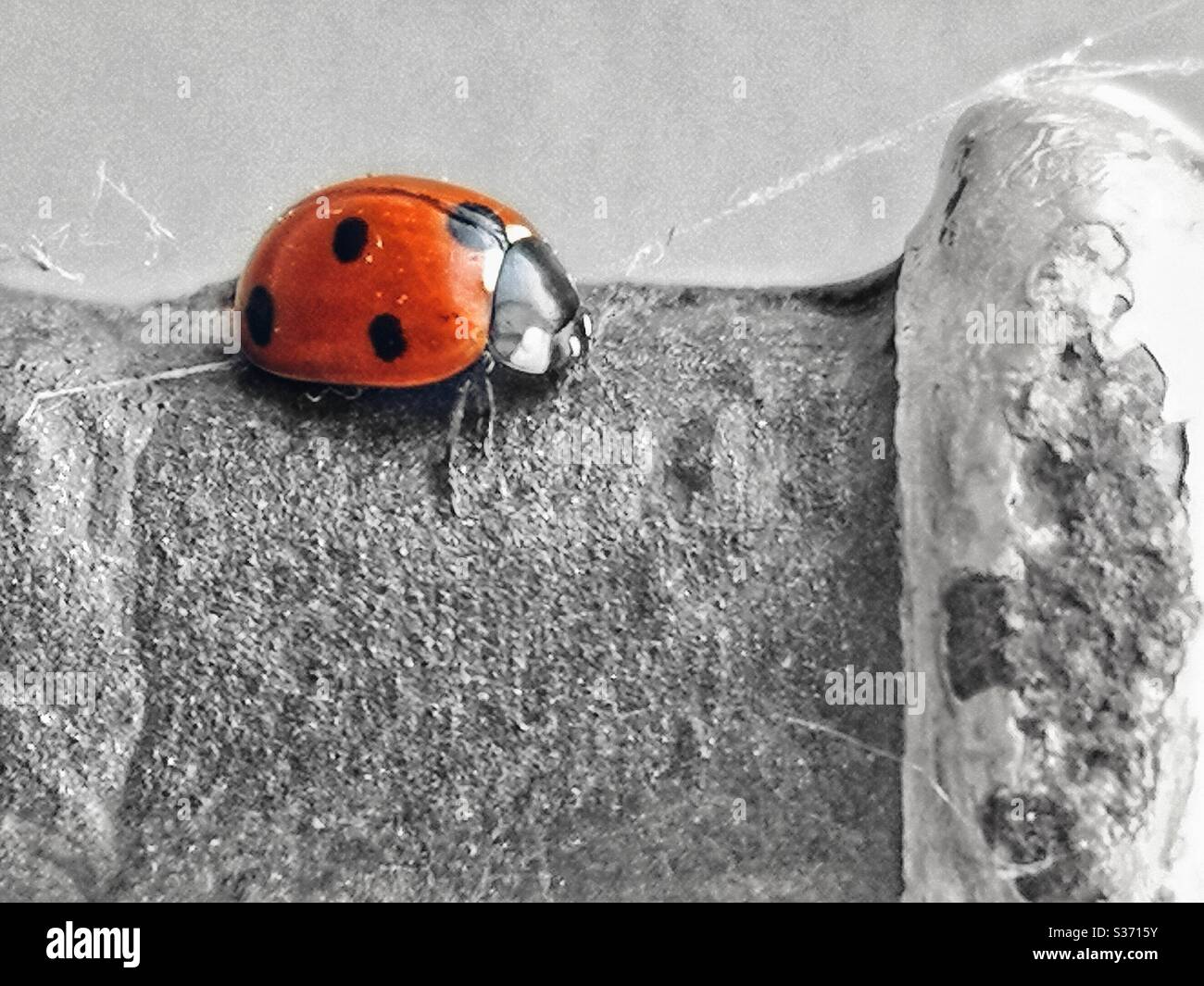 Piccola coccinella Foto Stock