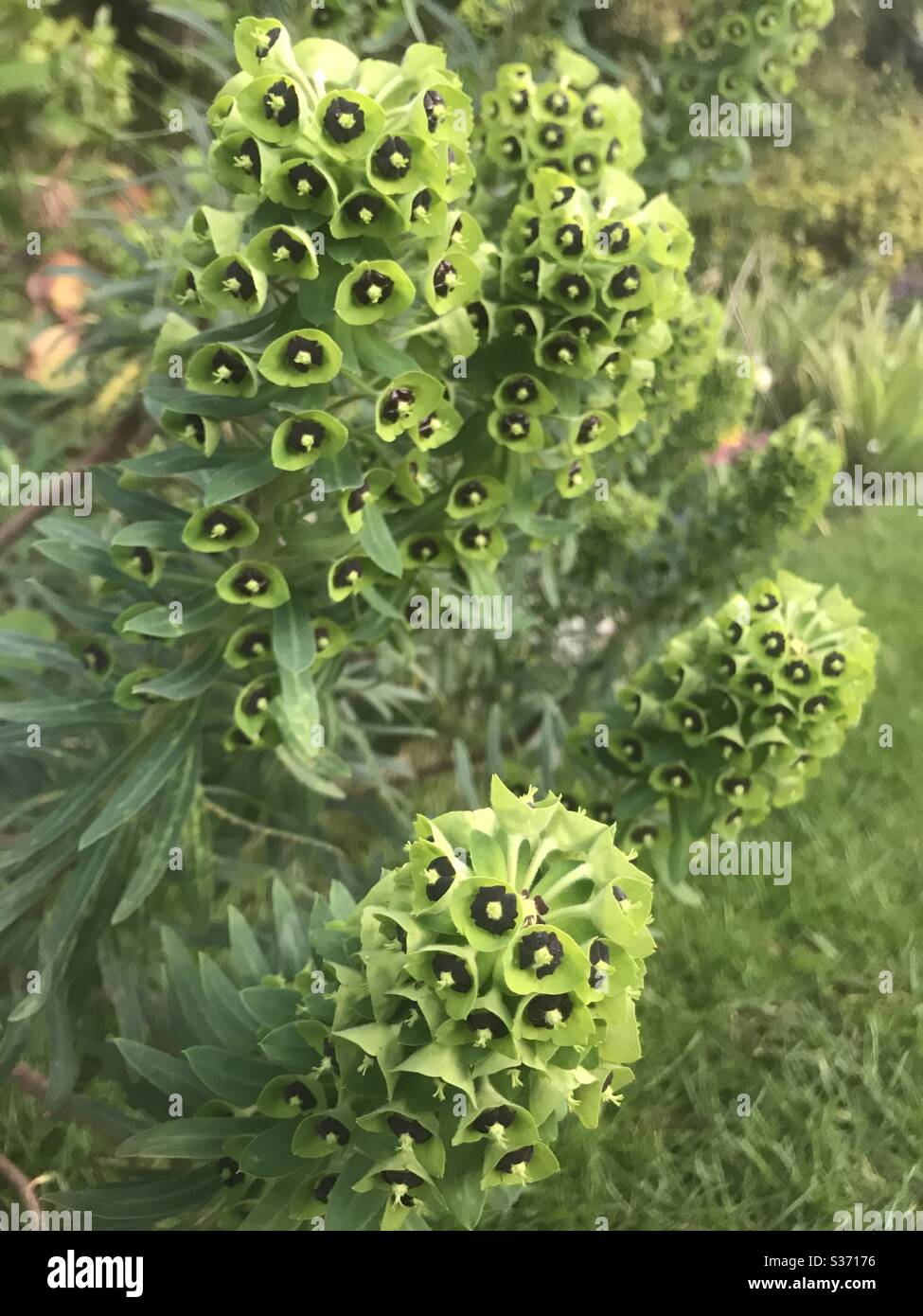 Euphorbia Foto Stock