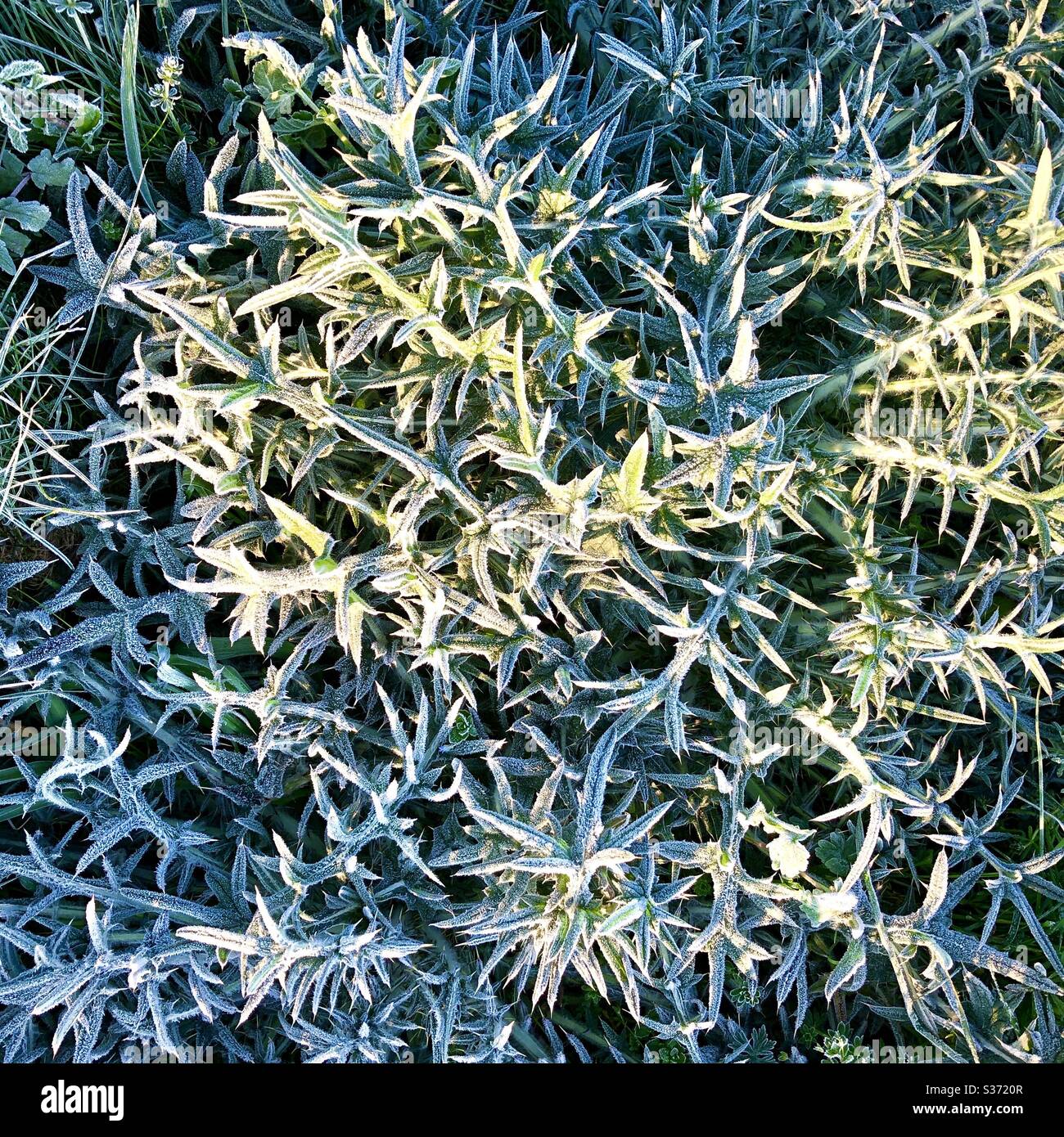 Foglie di Thistle coperte di brina mattutina. Foto Stock