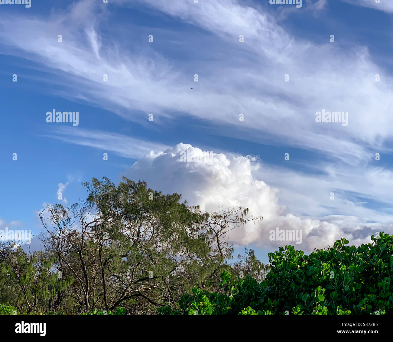Cielo azzurro con nuvole bianche di cumulus e Bush australiano Foto Stock