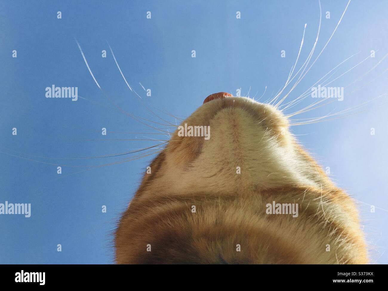 Gatto zenzero guardando in alto il cielo Foto Stock