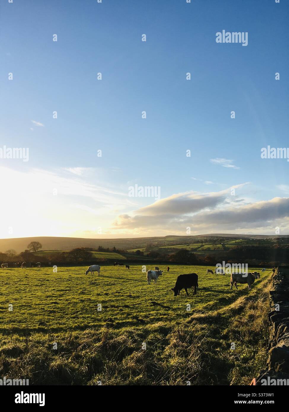 Le mucche al pascolo in un campo Foto Stock