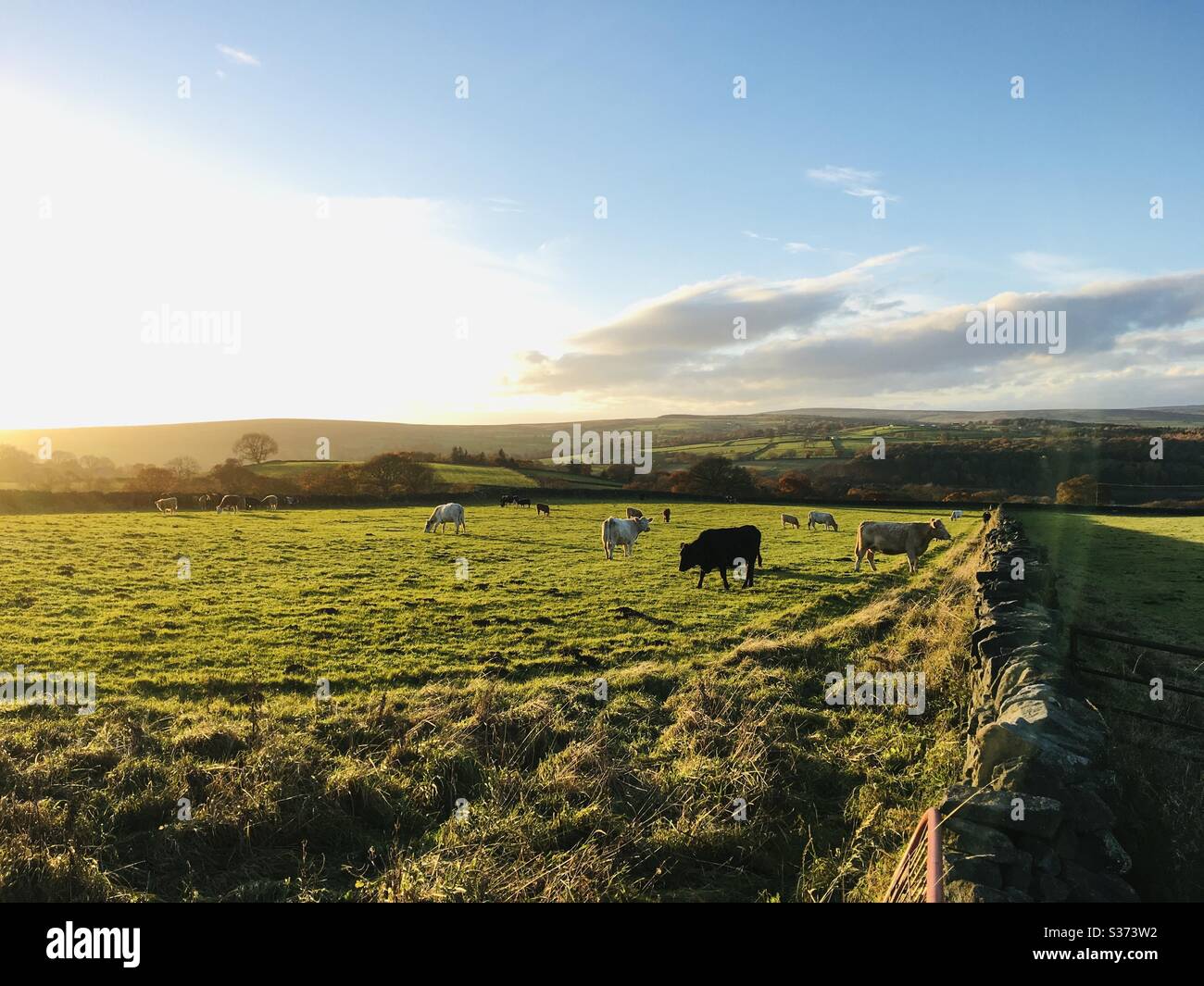 Le mucche al pascolo in un campo Foto Stock