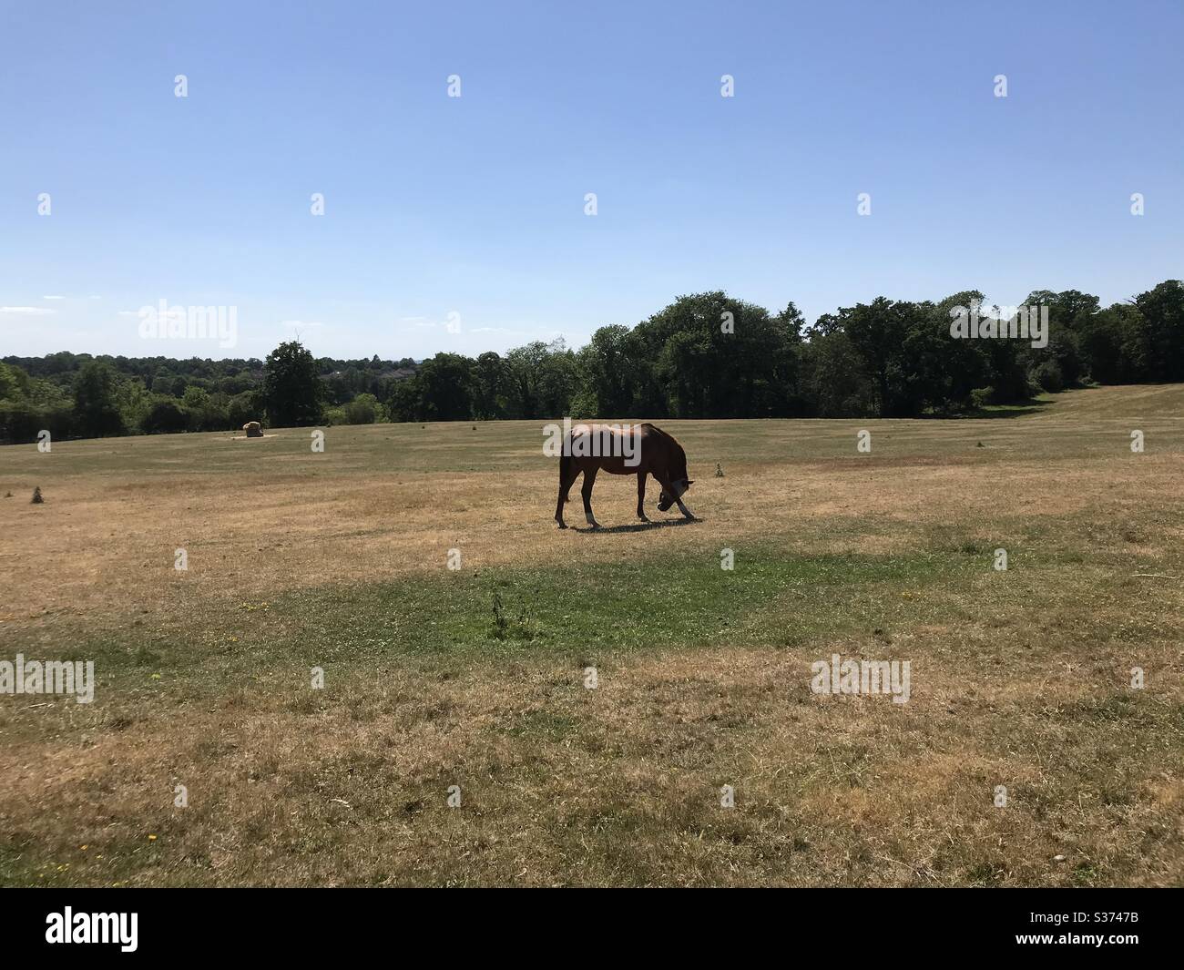 Cavallo Lone in un campo Foto Stock