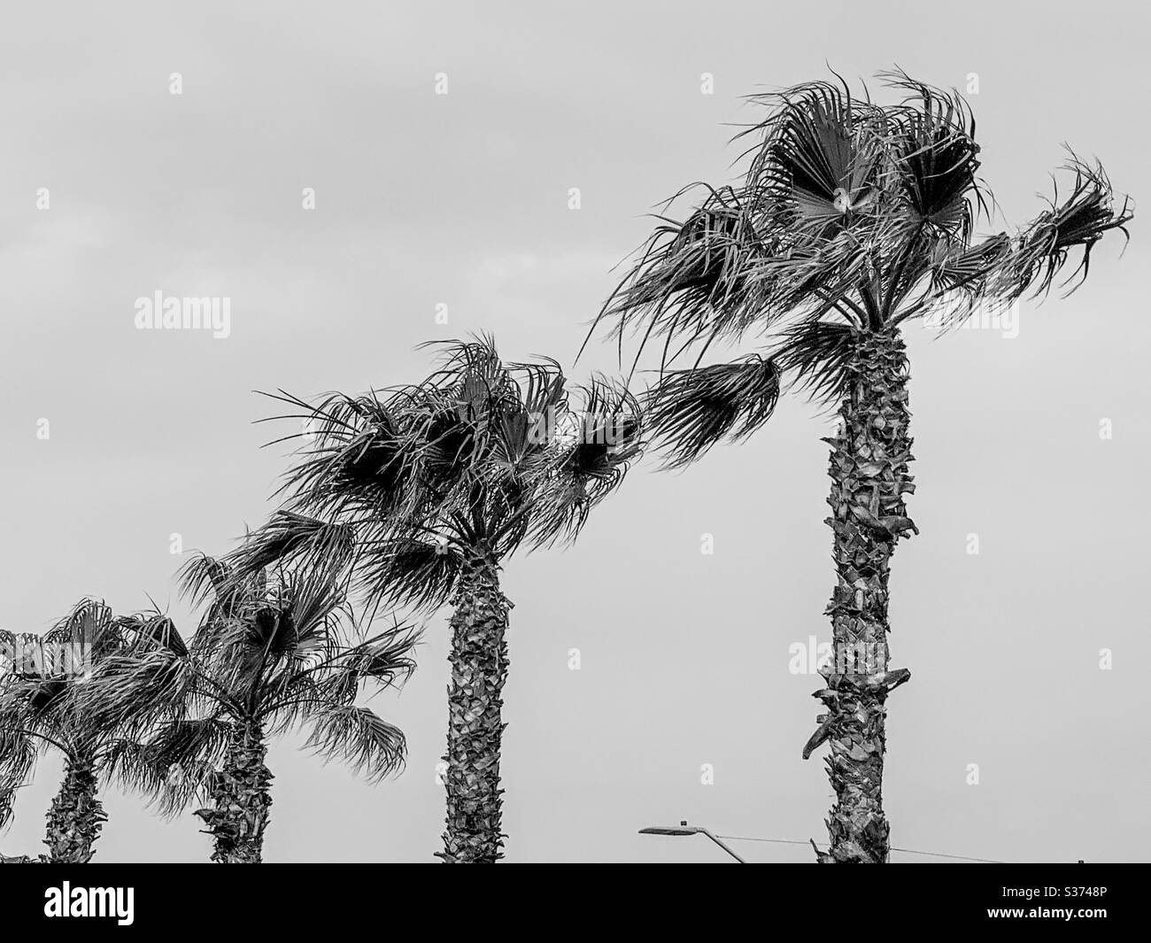 Nero e bianco di palme contro il cielo Foto Stock