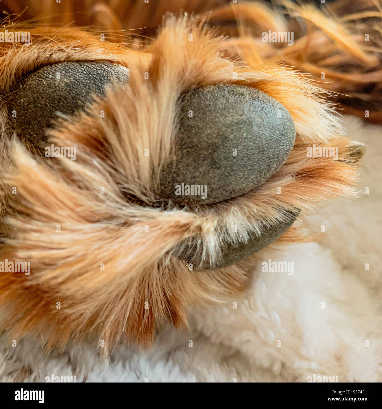 Zampa di furry, cani piedi sotto in bisogno di una rifinitura Foto Stock