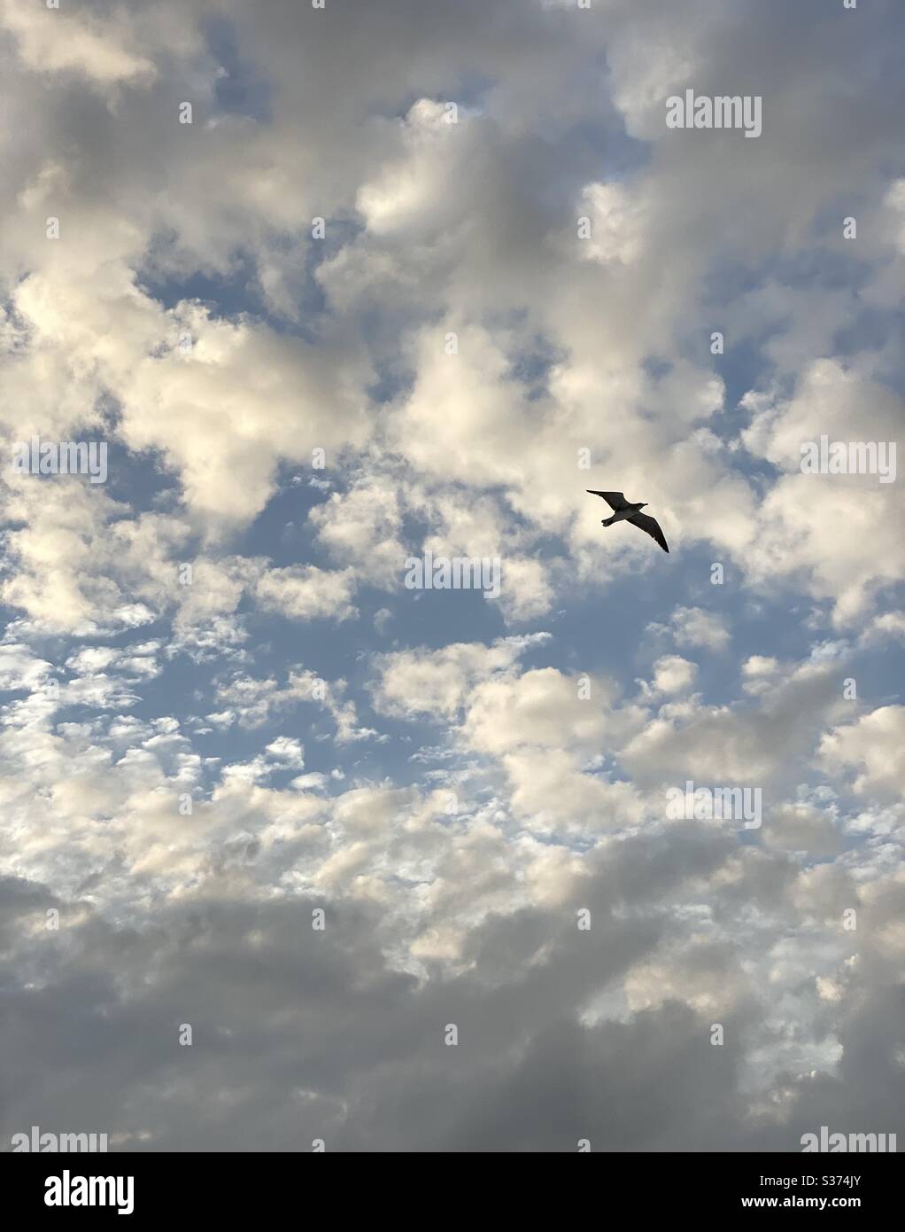 Nuvole bianche soffici con silhouette di gabbiano volante - Immagine stock catturata con smartphone