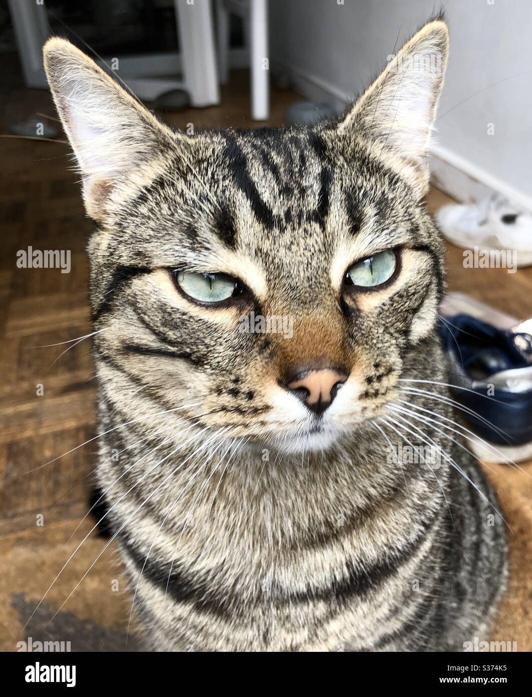 Gatto Grimiest Foto Stock