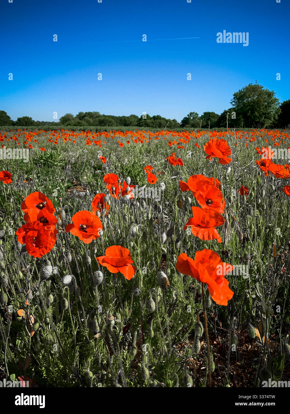 Campo di papavero Foto Stock