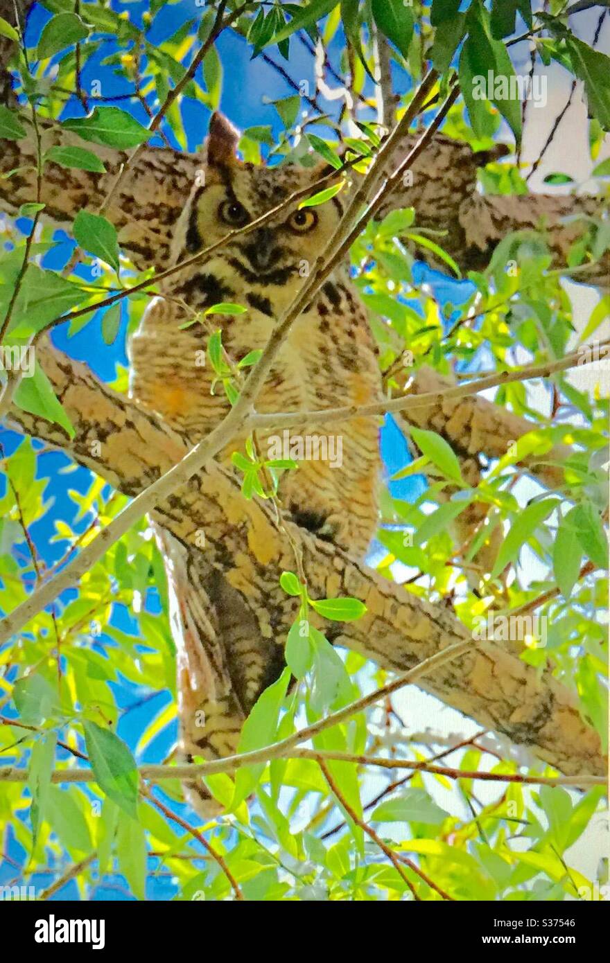 Uccelli nordamericani, gufo con cavalli, uccello, sparo, fauna selvatica, natura selvaggia. Uccelli del Nord America Foto Stock
