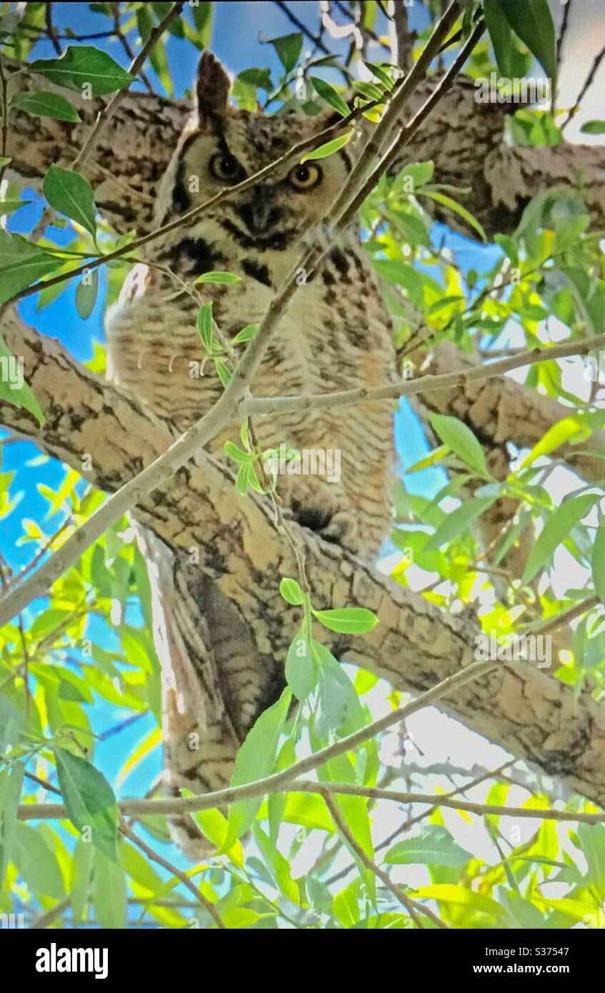 Uccelli nordamericani, gufo con cavalli, uccello, sparo, fauna selvatica, natura selvaggia. Uccelli del Nord America Foto Stock