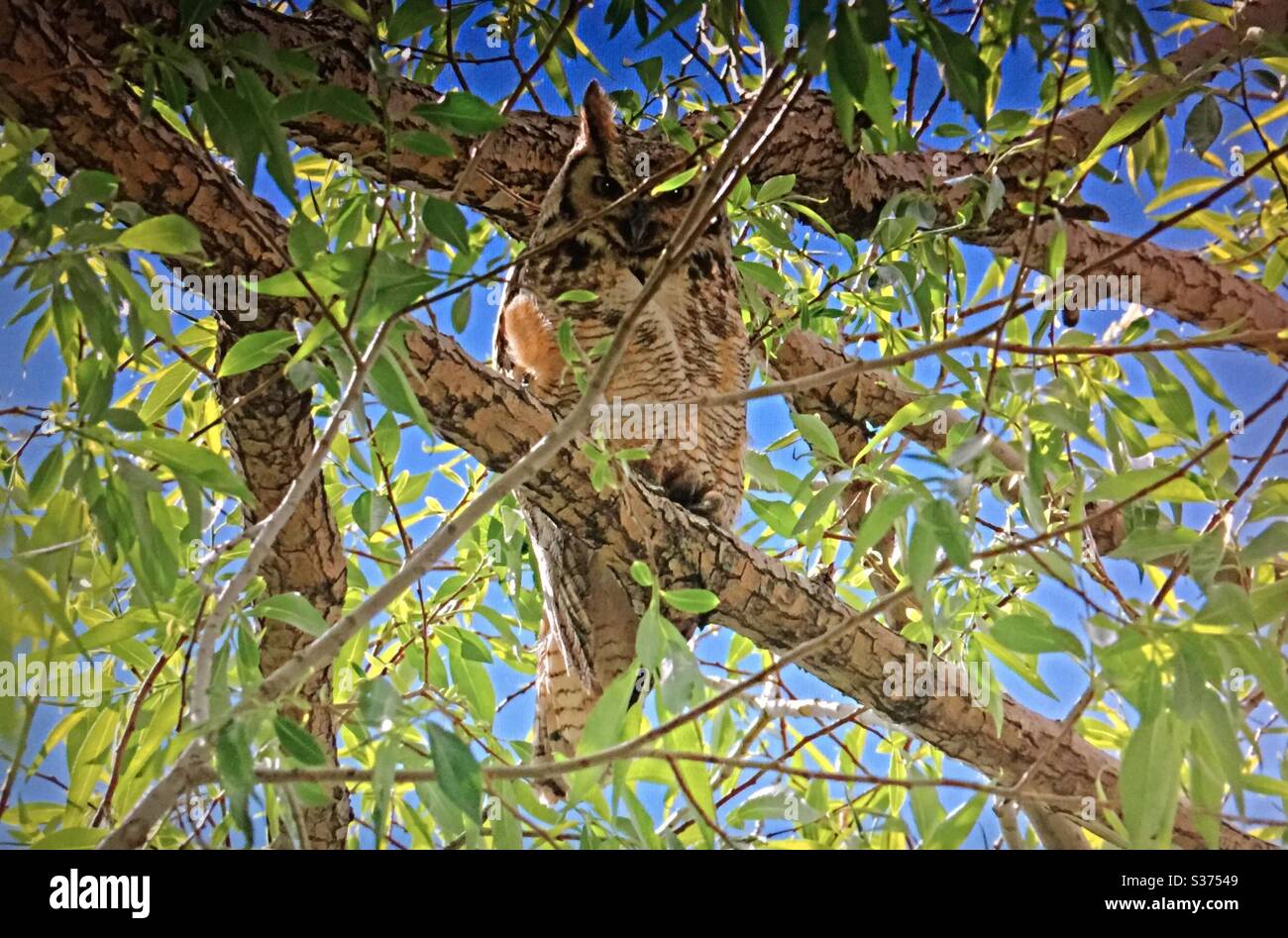 Uccelli nordamericani, gufo con cavalli, uccello, sparare, fauna selvatica, natura selvaggia, uccelli del Nord America Foto Stock