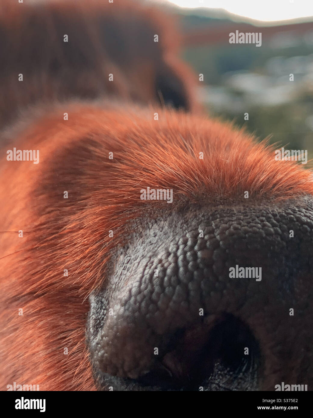 Il primo piano del naso , macro del naso rosso di un cane setter irlandese, luminoso e peloso, prospettiva Foto Stock