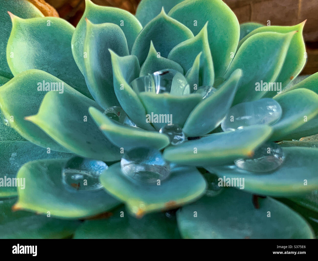 Raccolta di acqua. Gocce d'acqua catturate come piccole gocce di cristallo su una rosetta succulenta - Immagine stock catturata con smartphone