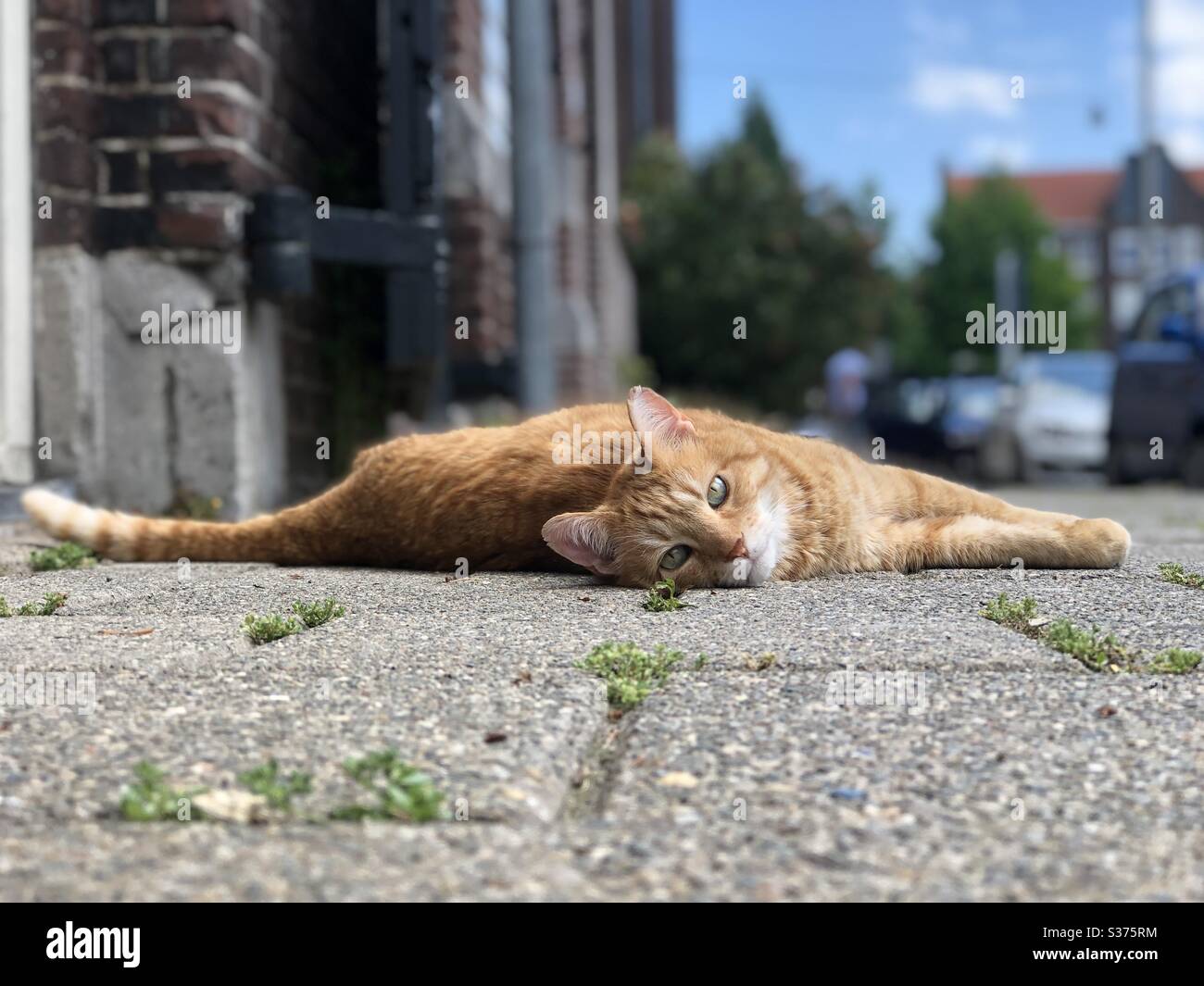 Un gatto rosso di strada che si agghiacciano sul marciapiede in una giornata di sole Foto Stock
