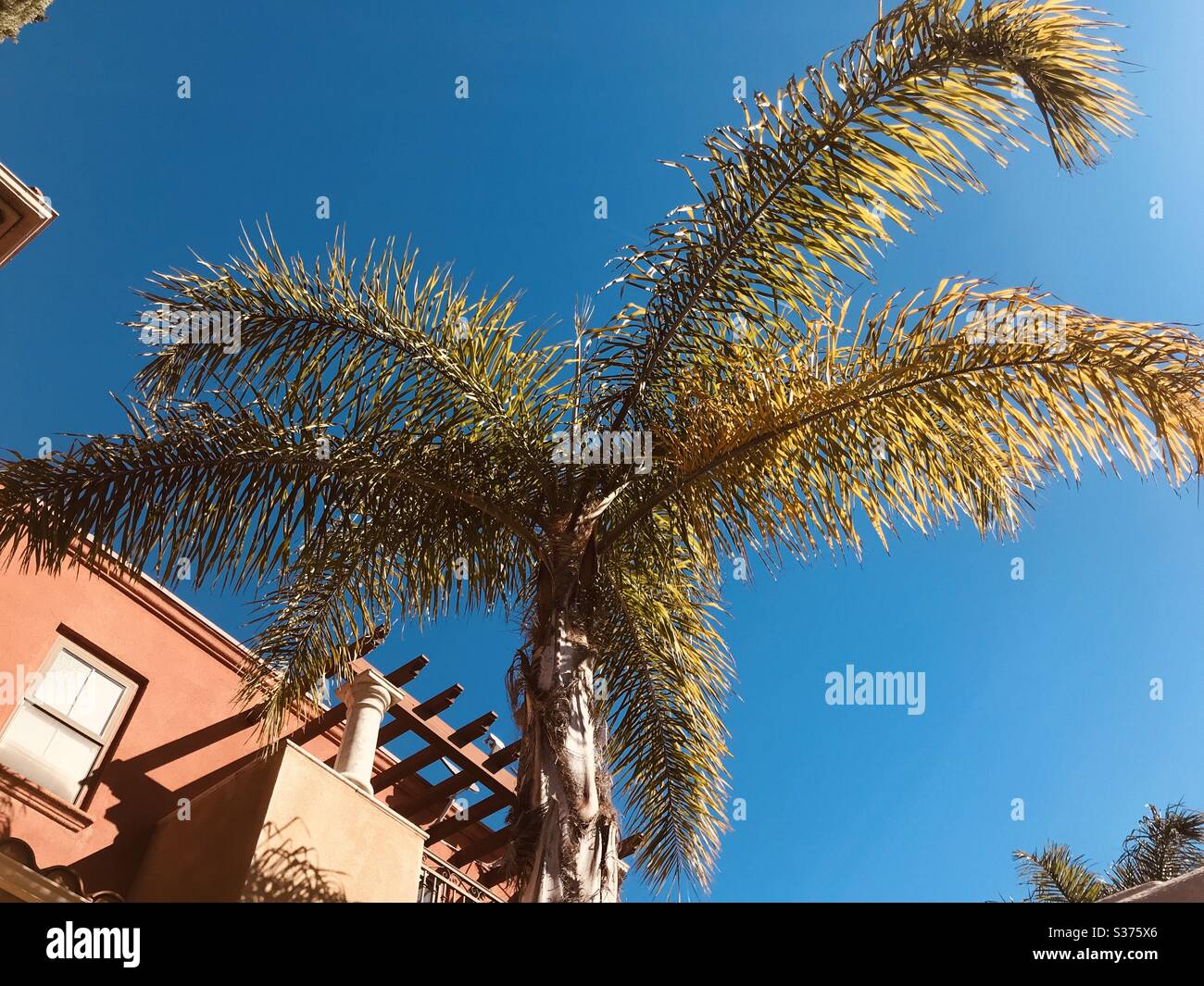 Palm Tree, CA Foto Stock