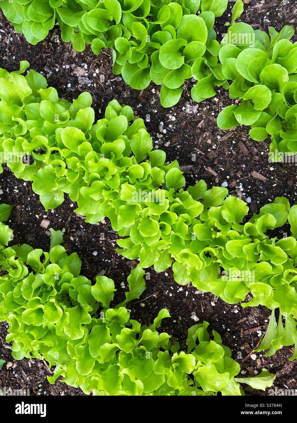 Insalata di giardino coltivata in casa - Immagine stock catturata con smartphone