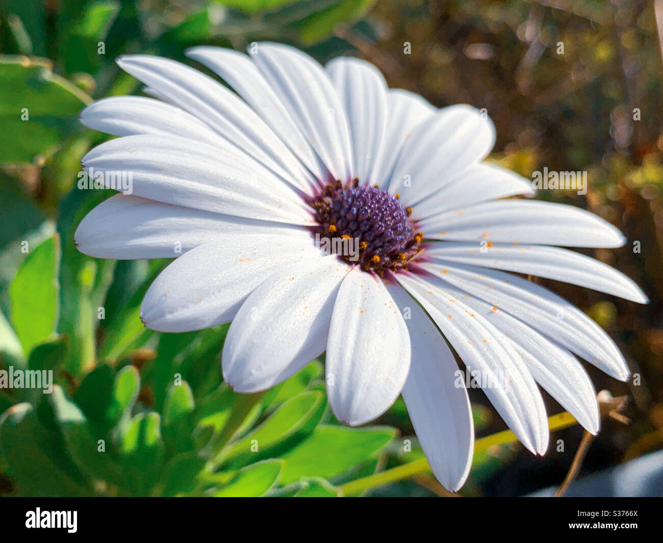 Petali bianchi puri su un fiore africano a margherita alla luce del sole Foto Stock