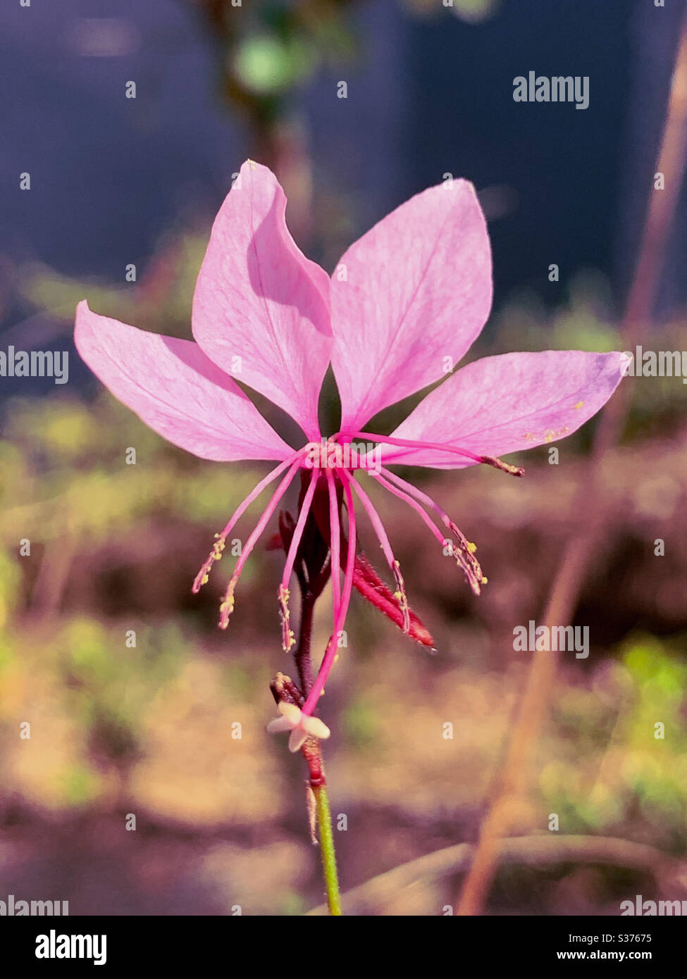Un delicato fiore rosa di Gaura conosciuto come un Bush della farfalla nella luce del sole in un giardino costiero australiano - Immagine stock catturata con smartphone