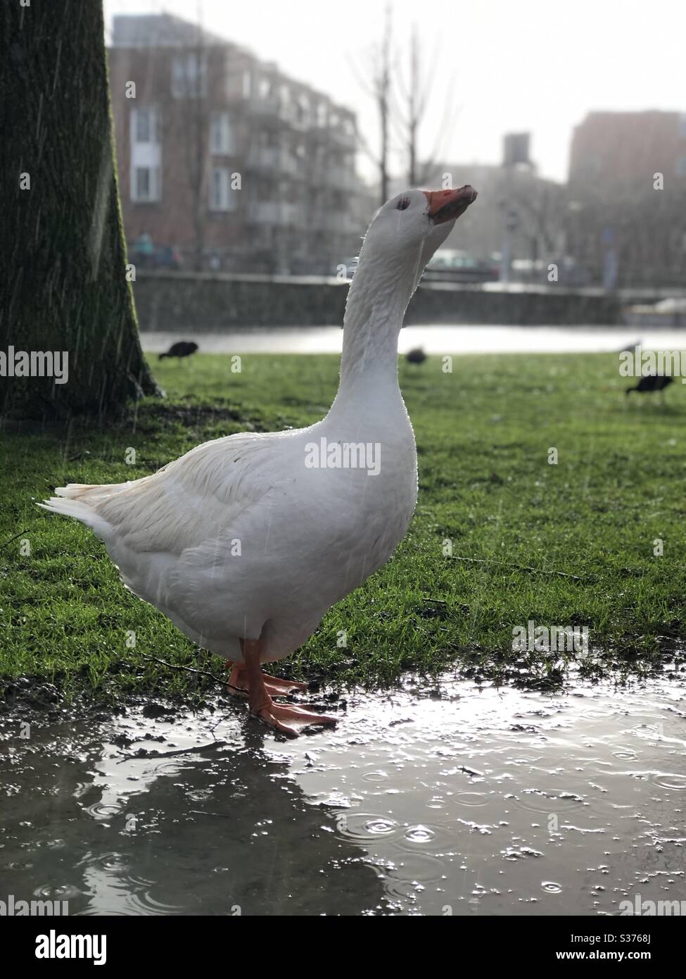 Un'oca bianca regolare che si raffredda sotto la pioggia Foto Stock