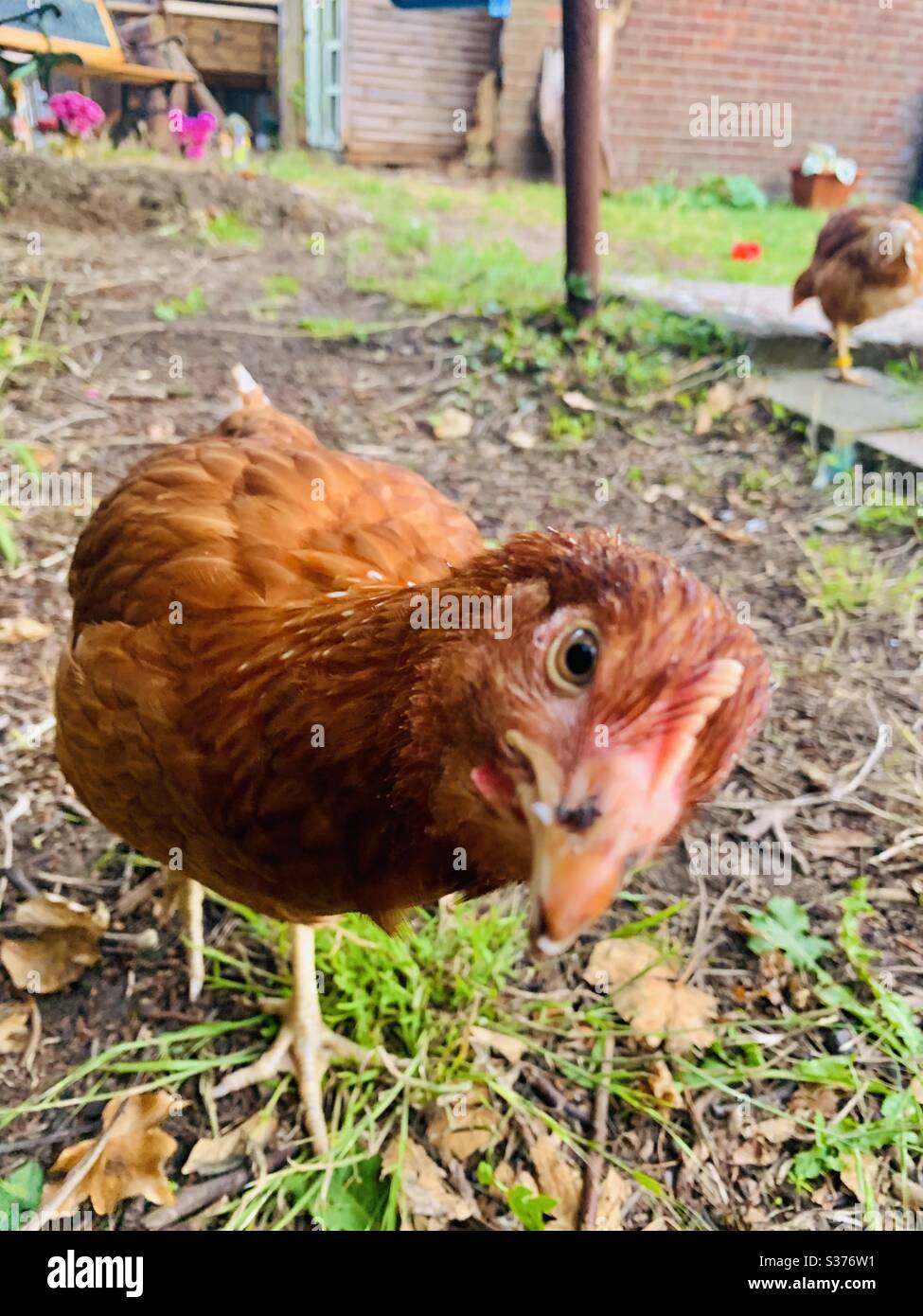 Il pollo incontra la fotocamera. Colpisci una posa. Foto Stock