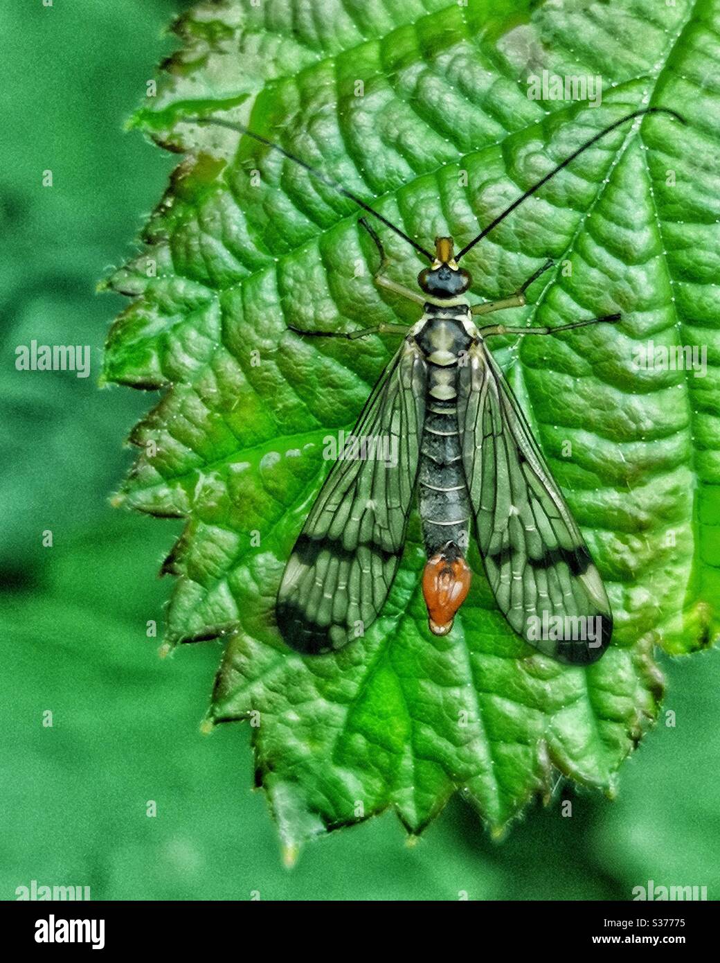 Aurops alpina - scorpionfly - insetti alati colorati su foglia Foto Stock
