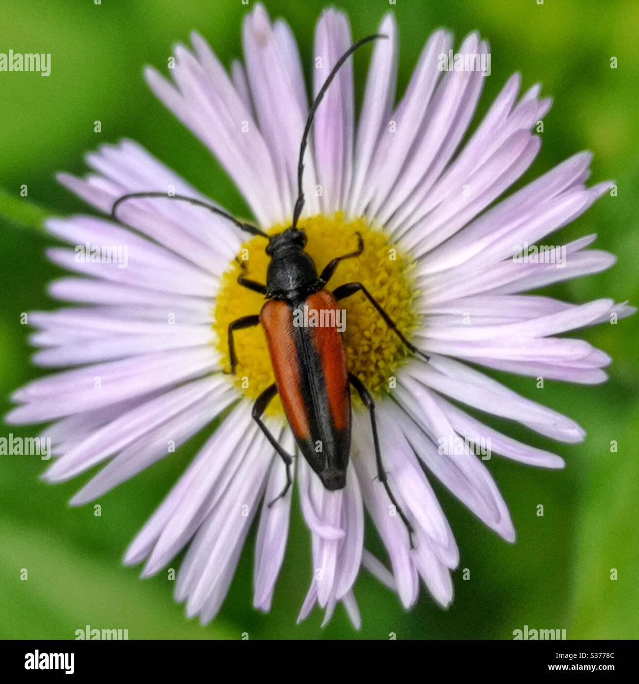 Il coleottero rosso e nero sulla testa di Daisy - Immagine stock catturata con smartphone