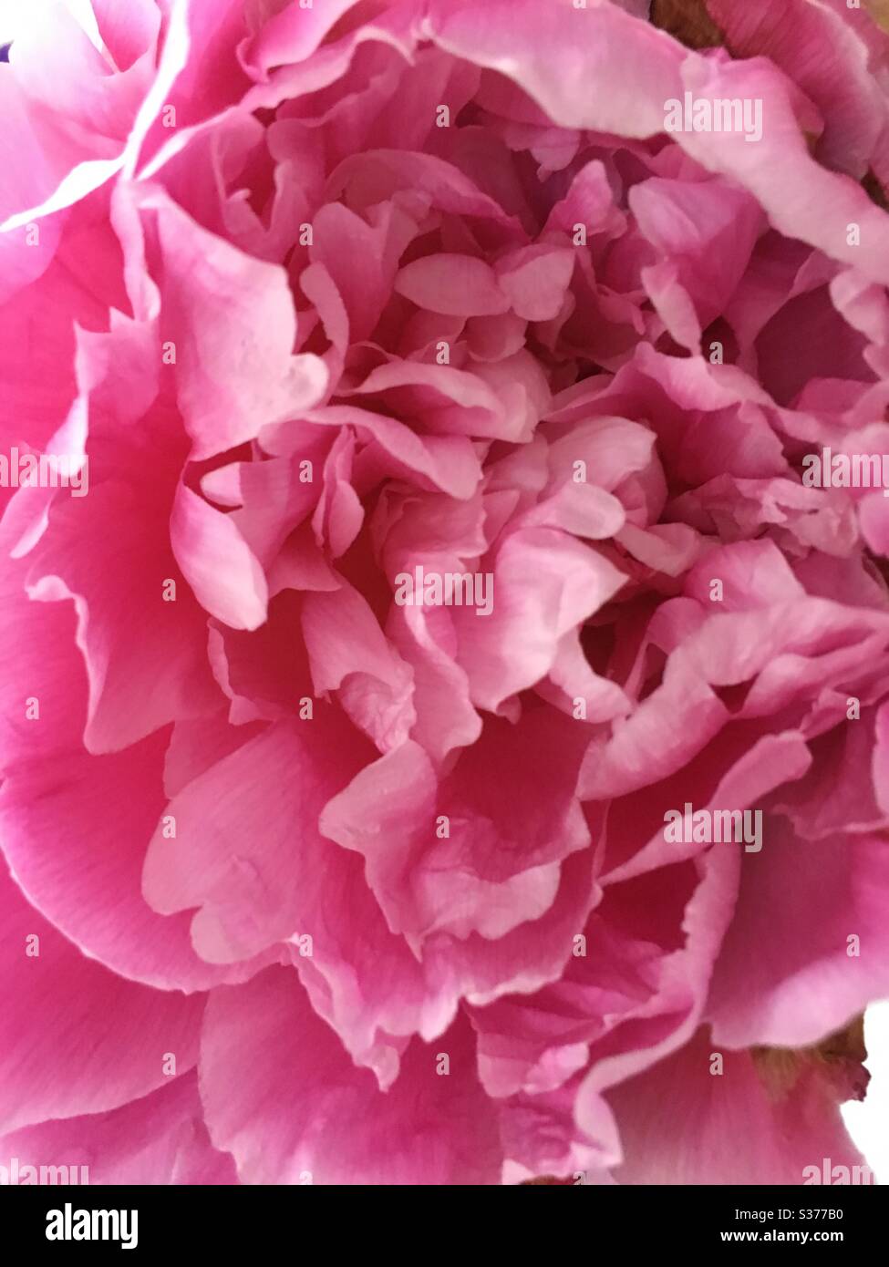 Peonia rosa - Immagine stock catturata con smartphone