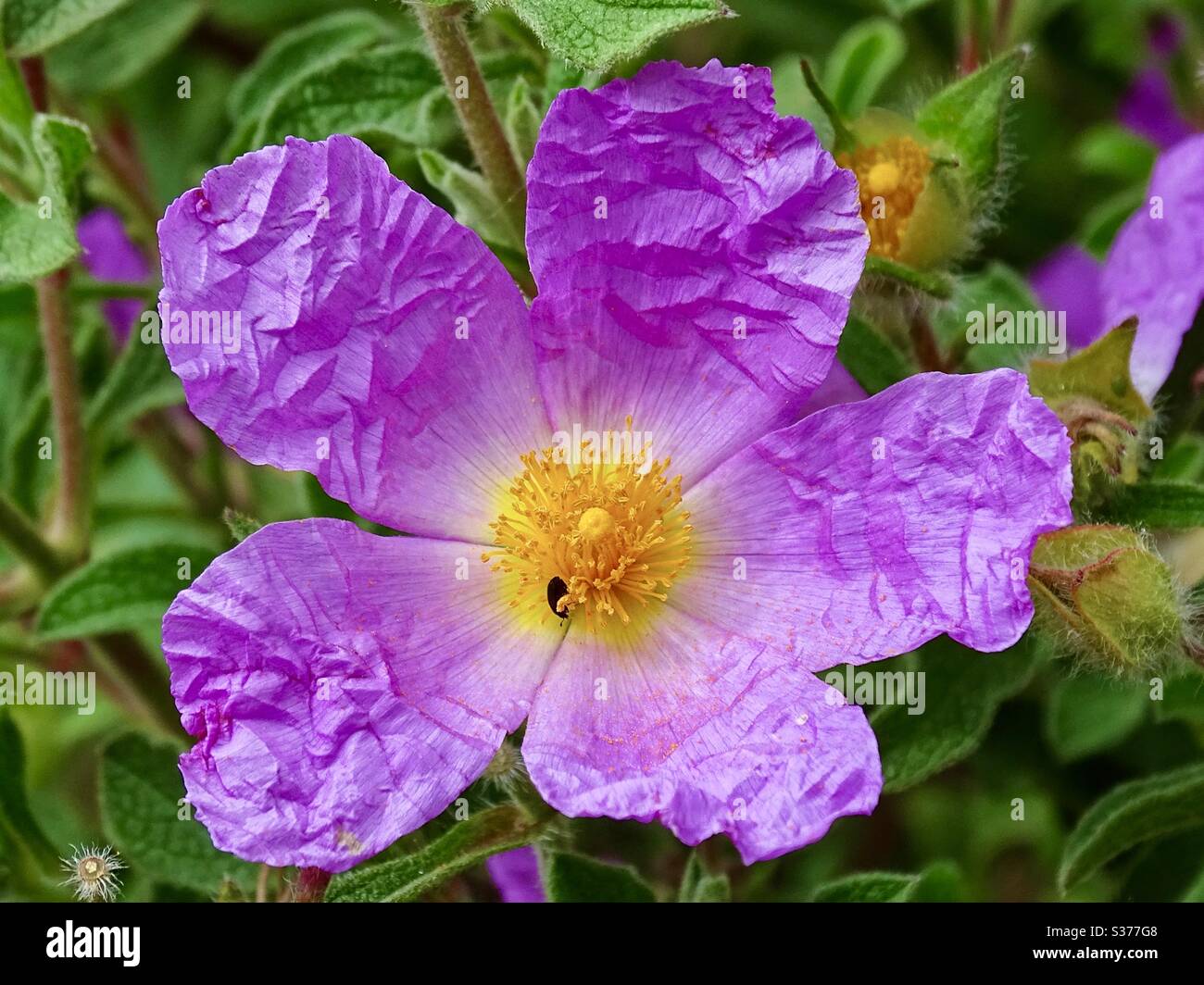 Bella rosa viola roccia fiore nel sole estivo Foto Stock